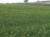 Budding field of Rape Seed Flowers (Brassica napus)