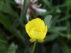 Meadow Buttercup (Ranunculus acris))
