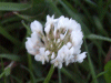 White Clover/Dutch Clover (Trifolium repens)