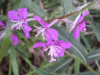 Rosebay Willowherb (Chamerion angustifolium)