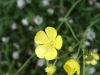 Meadow Buttercup (Ranunculus acris)