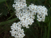 Yarrow (Achillea millefolium)