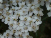Yarrow (Achillea millefolium)