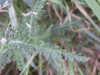 Yarrow (Achillea millefolium)