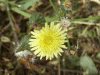 Smooth Sow-thistle (Sonchus oleraceus)