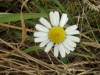 Scentless Mayweed (Matricaria perforata)