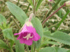 Great Willowherb (Epilobium hirsutum)