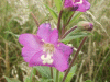Great Willowherb (Epilobium hirsutum)
