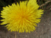 Dandelion (Taraxacum officinale)