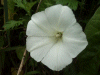 Field Bindweed (Convolvulus arvensis) (flowers pink and or white) 