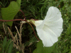 Field Bindweed (Convolvulus arvensis) (flowers pink and or white) 