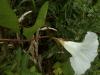 Field Bindweed (Convolvulus arvensis) (flowers pink and or white) 