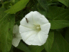 Field Bindweed (Convolvulus arvensis) (flowers pink and or white) 