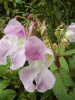 Policeman's Helmet/Himalayan Balsam (Impatiens glandulifera)