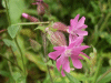 Red Campion (Silene dioica)
