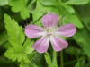 Herb-Robert (Geranium robertianum)