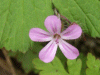 Herb-Robert (Geranium robertianum)