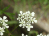 Cow Parsley (Anthriscus sylvestris)