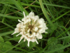 White Clover/Dutch Clover (Trifolium repens)