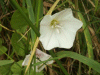 Field Bindweed (Convolvulus arvensis)  (flowers pink and or white)