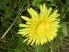 Dandelion (Taraxacum officinale)