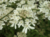 Hogweed (Heracleum sphondylium)