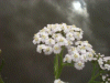 Yarrow (Achillea millefolium)