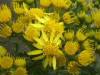 Common Ragwort (Senecio jacobaea)
