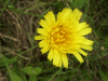 Possible Hawkweed Ox-tongue (Picris hieracioides)