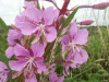 Rosebay Willowherb (Chamerion angustifolium)