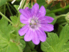 Dovesfoot Cranesbill (Geranium molle)