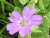 Dovesfoot Cranesbill (Geranium molle)