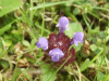 Self-heal (Prunella vulgaris)