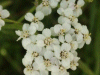 Yarrow