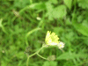 Marsh Hawksbeard (Crepis paludosa)