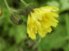 Marsh Hawksbeard (Crepis paludosa)