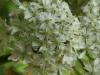 Hogweed (Heracleum sphondylium)