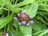 Self-heal (Prunella vulgaris)