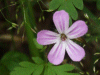 Herb-Robert (Geranium robertianum)