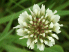 White Clover/Dutch Clover (Trifolium repens)