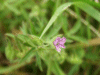 Cut-leaved Cranesbill (Geranium dissectum)