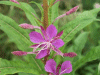 Rosebay Willowherb (Chamerion angustifolium)