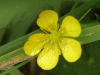 Meadow Buttercup (Ranunculus acris)