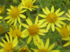 Common Ragwort (Senecio jacobaea) 