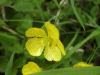 Meadow Buttercup (Ranunculus acris)