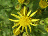 Common Ragwort (Senecio jacobaea)