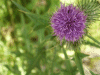 Welted Thistle (Carduus acanthoides)