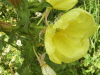 Large-Flowered Evening Primrose (Oenothera glazoviana)