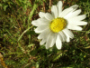 Oxeye daisy (Leucanthemum vulgare) (syn. Chrysanthemum leucanthemum)