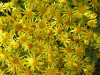 Common Ragwort (Senecio jacobaea)